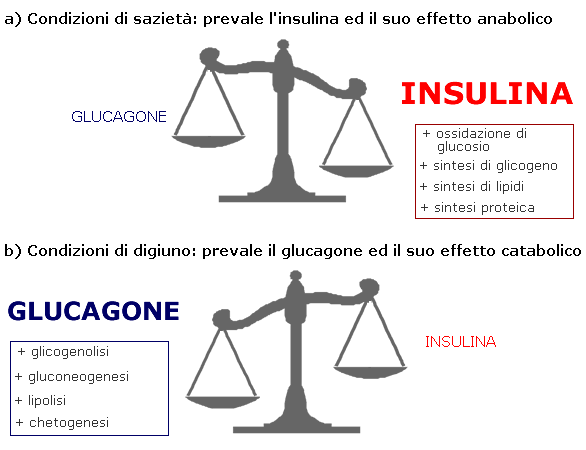 metabolismo-glucidi